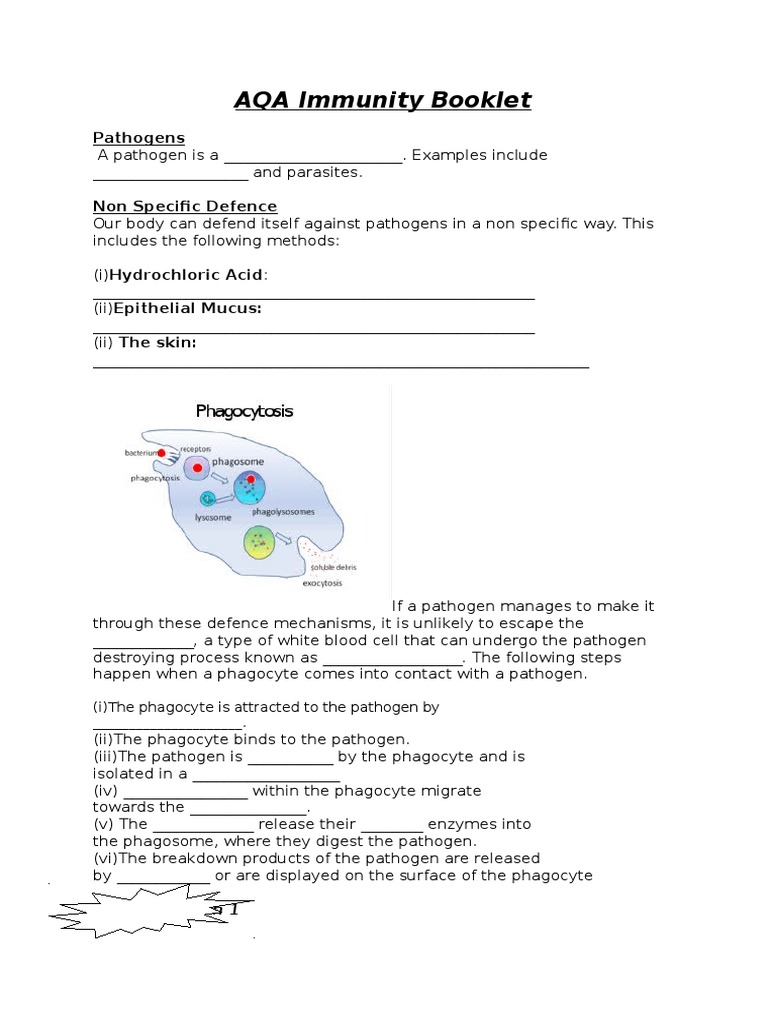 AQA Immunity Booklet PDF Immune System Antibody