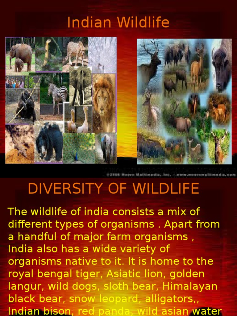 Indian Wildlife | PDF | Fauna Of Asia | Ecology