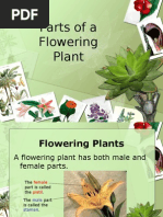 Rose Flower Anatomy and Functions | PDF