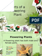 Parts of A Flowering Plant