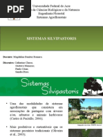 Sistemas Silvipastoris Slide Final