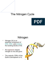 Nitrogen Cycle 