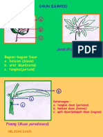 MORFOLOGI DAUN