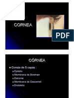 cornea.pdf