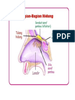 Bagian Hidung Dan Fungsinya