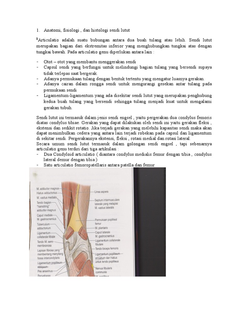 Anatomi  Fisiologi Histologi Sendi  Lutut   Anatomi  Fisiologi Histologi Sendi  Lutut