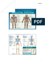 Skeletal System