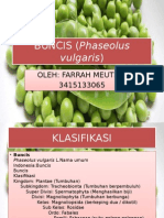 BUNCIS (Phaseolus Vulgaris)