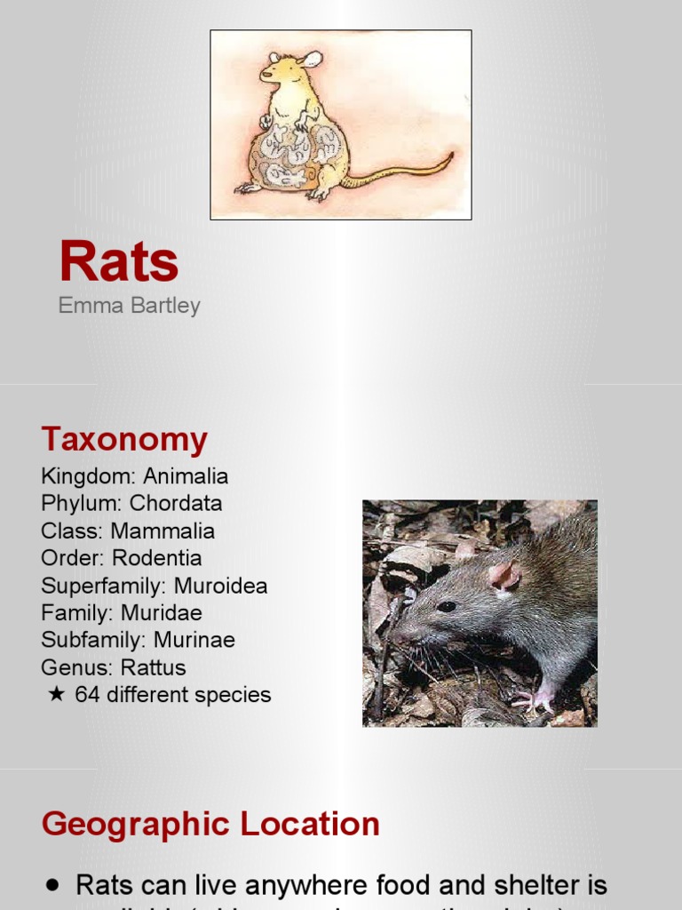 rats | Circulatory System | Blood