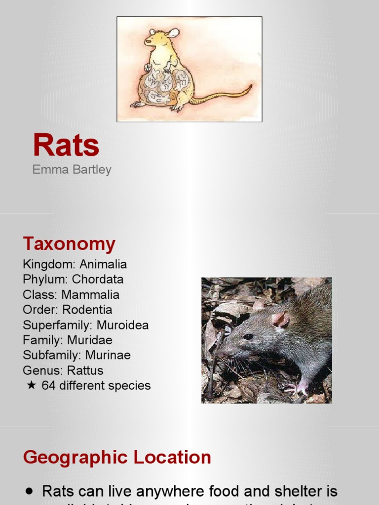 rats | Circulatory System | Blood
