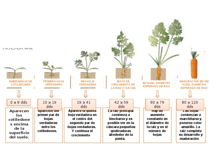 etapas fenologicas de la zanahoria Morfología Vegetal Plantas