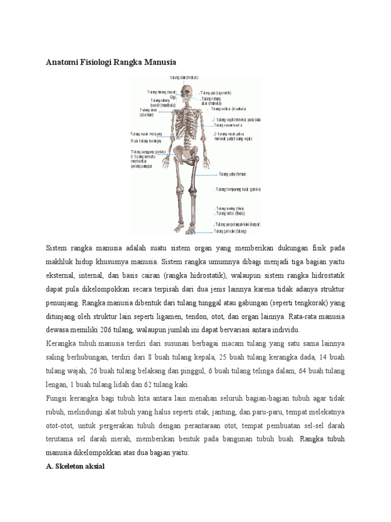 Anatomi Fisiologi  Rangka  Manusia  Anatomi Fisiologi  Rangka  Manusia