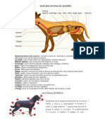 Anatomia Del Perro