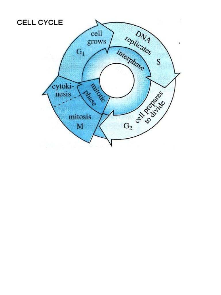 Understanding the Cell Cycle Process | PDF