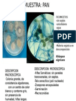 Muestra Pan