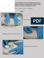Estudio Comparativo de Dos Técnicas de Ovario Histerectomía en Gatas-Fotos