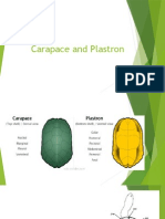 kelompok 7 (Carparace and Plastron).pptx