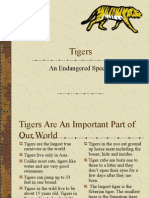 Tigers: An Endangered Species