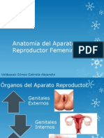 Anatomía Del Aparato Reproductor Femenino