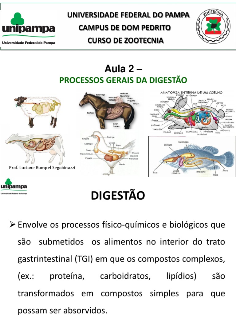 Digestão em Ruminantes e Monogástricos | PDF | Intestino delgado | Estômago