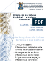 Circulação da Coluna Vertebral