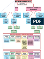 Esqueleto Apendicular 