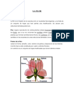 Flor PDF