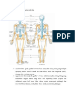 Tulang Axial Dan Tulang Appendicular