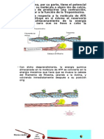 Glucogeno Hepatico y Muscular II