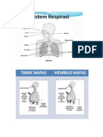 Sistem Respirasi