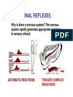 Spinal Reflexes