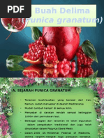 Download punica granatum by eren SN266429525 doc pdf
