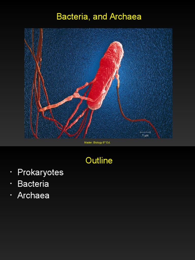 Prokaryotes: Bacteria and Archaea Overview | PDF | Prokaryote | Bacteria