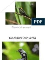 AVES SAN CIPRIANO.pptx