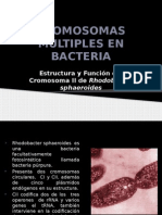 Cromosomas Múltiples en Bacteria