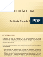 Fisiología Fetal