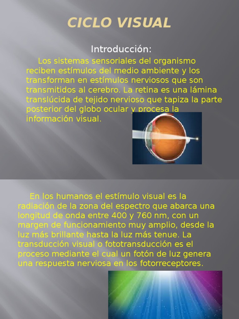 Ciclo Visual y Transducción en Retina | PDF | Percepción visual | Retina