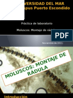 Practica de Campo, Montaje de la Radula-Mollusca.pptx