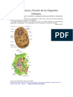 2Estructura y Función de los Organelos Célulares.