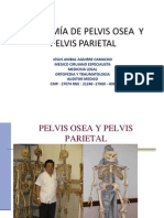 Anatomia de La Pelvis Dr Jaac PDF