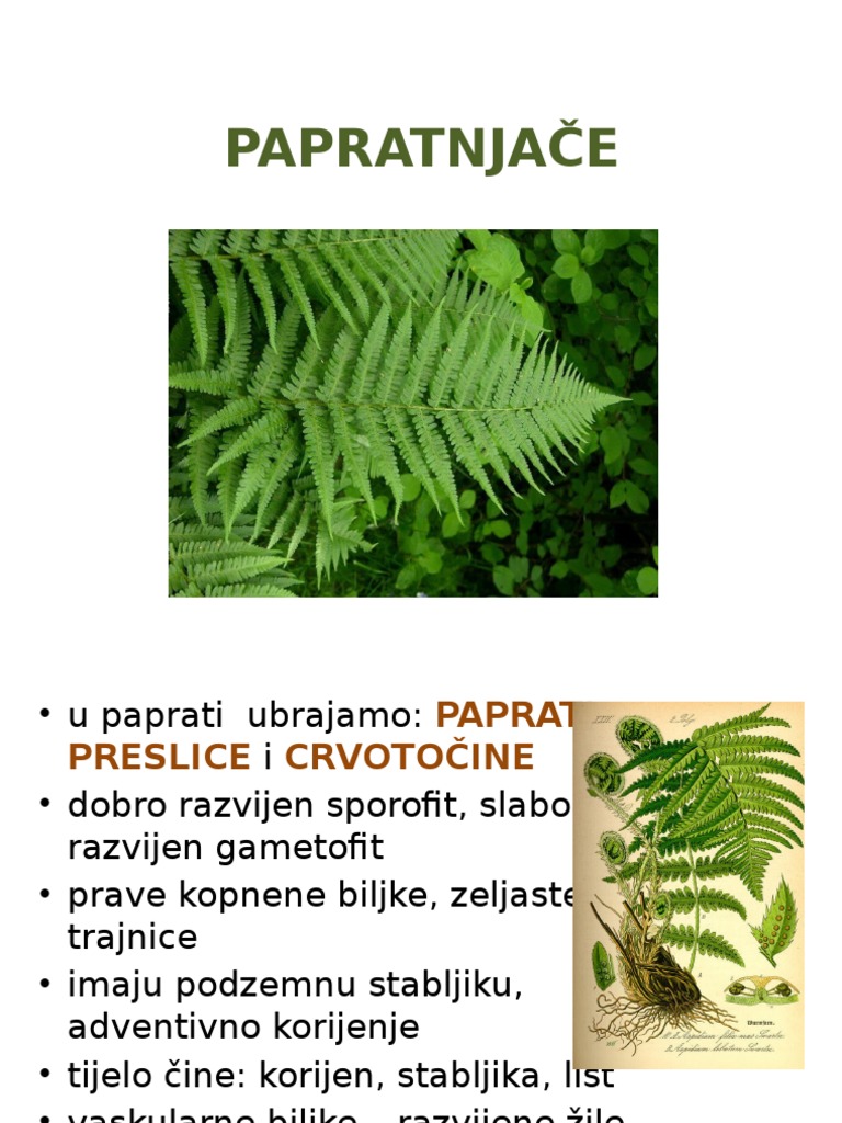 PAPRATNJAČE | PDF