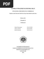 Download LAPORAN PRAKTIKUM GENETIKA IKAN_ kelas B Kelompok 18 triploiddihibridginogenesispdf by BastianDamanik SN266683178 doc pdf