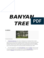 Biggest Banyan Tree Locations