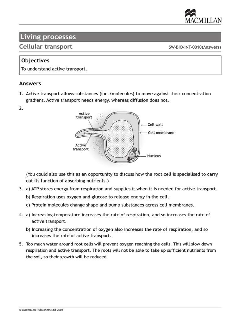 Active Transport Worksheet Answers