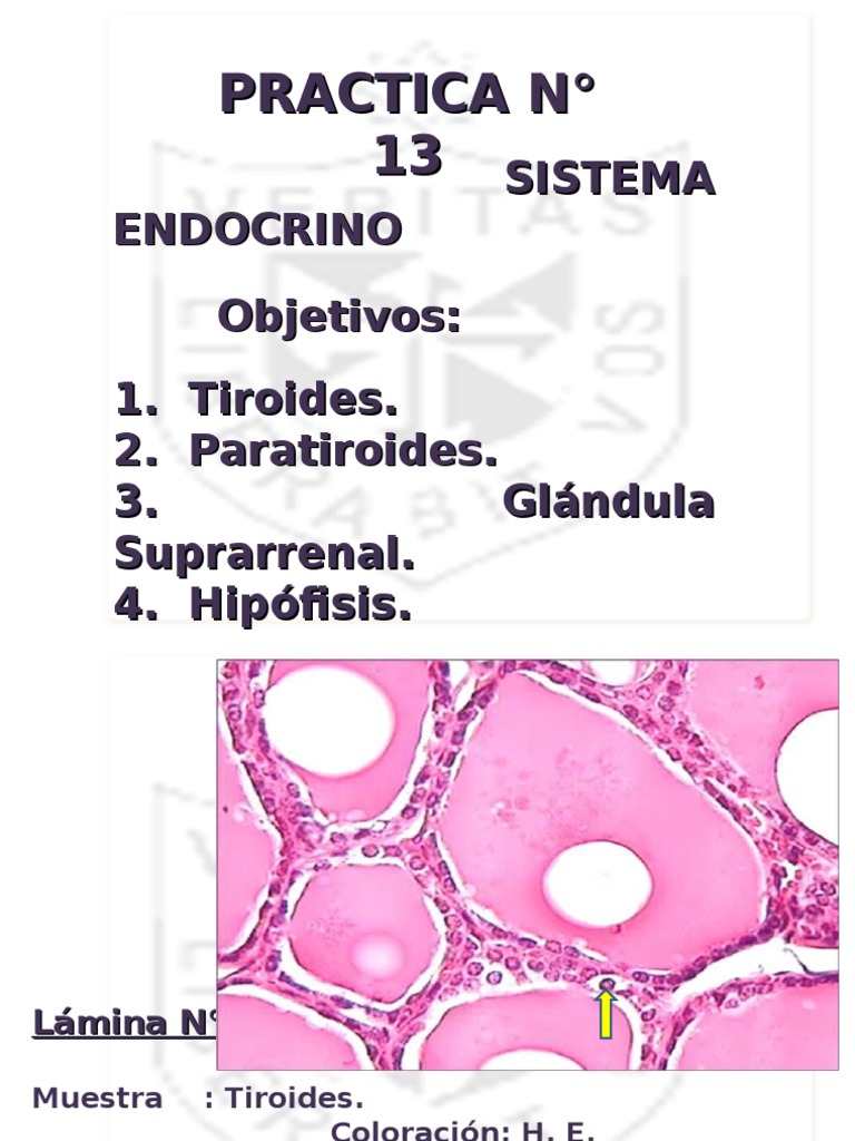 Minuto Anatômico #80: Glândula Hipófise – Anatomia \u0026 Fisioterapia, image size:768x1024