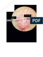 Babi Sesi II 10mm Latihan 8 No 5 Plexus Brachial Dan Percabangan Trakea