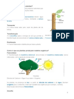 Como as plantas se alimentam e crescem