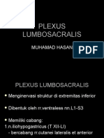 Plexus Lumbosacralis