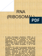 Rna Ribosomal