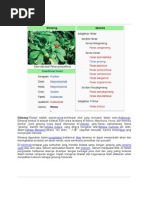 Download Ginseng by NurulMAprilia SN266888718 doc pdf